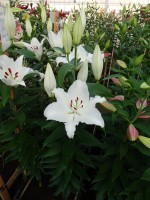 [4369 Queensland DJ No201.JPG]